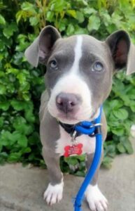 Healthy Baby Pitbull