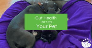 cat and dog sitting together with healthy guts