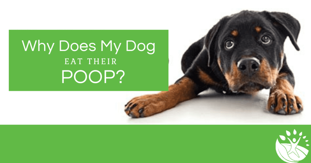 Why does my dog eat their poop?