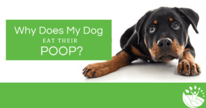 Why does my dog eat their poop?